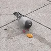.koksnutten
