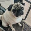 holly_pug_15