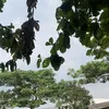 99abcno1