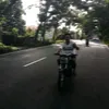 tigeralexsa