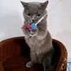 billy_cats_surabaya