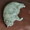 b1feral
