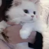 piiiiiiiiiiinyan