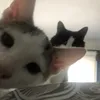 wowoweez