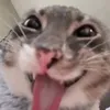 userpipech