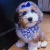 bleuthebernadoodle