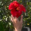 olivenrose