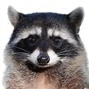 raccoonranch