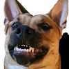 esotericcoyote