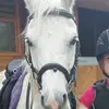 horsebunnykittenlover