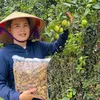 Đồ ngâm núi rừng 888