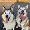 .malamute