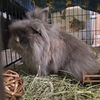 frodo_the_bunnie