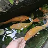 ritamaryana0