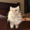 callmetayyaba_