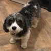 alfiepooch