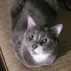 bridgiewidget