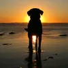 doglover.1220