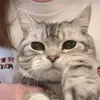kunajiro