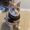 john_da_cat