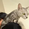 auwiongg