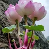 .trang.mun