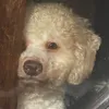watchlangtiktokvids