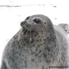 il_sasso52