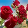 user1vikfgb