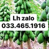 Nhà Vườn Anh Khoa 8386
