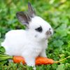 rabbits4life45