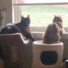 motherofkittencats
