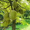 Vật Tư Nông Nghiệp Nhà Vườn