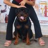 rottweiler_life_