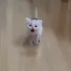 zmeqqxw