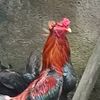 sulton_aj11