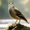 zazu_thangngot.com