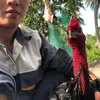 karimtung