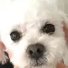 pennytok