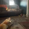 thatfunnyfunfamil2