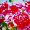 truongyeu0_6