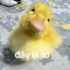 quynh2k823