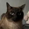 meowmeow31312