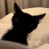 thebl00dg0d