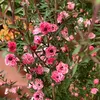 cobui0324