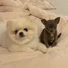 stella.hito.kiki.lola