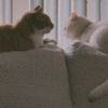 tinaaa2.2.2