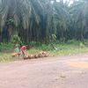 batakpandaon