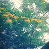 khuyenpham44