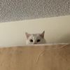 _.kitsu__